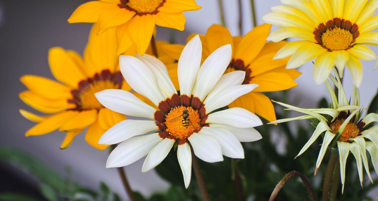 Canon EOS 600D (Rebel EOS T3i / EOS Kiss X5) sample photo. Flowers, plant, nature photography