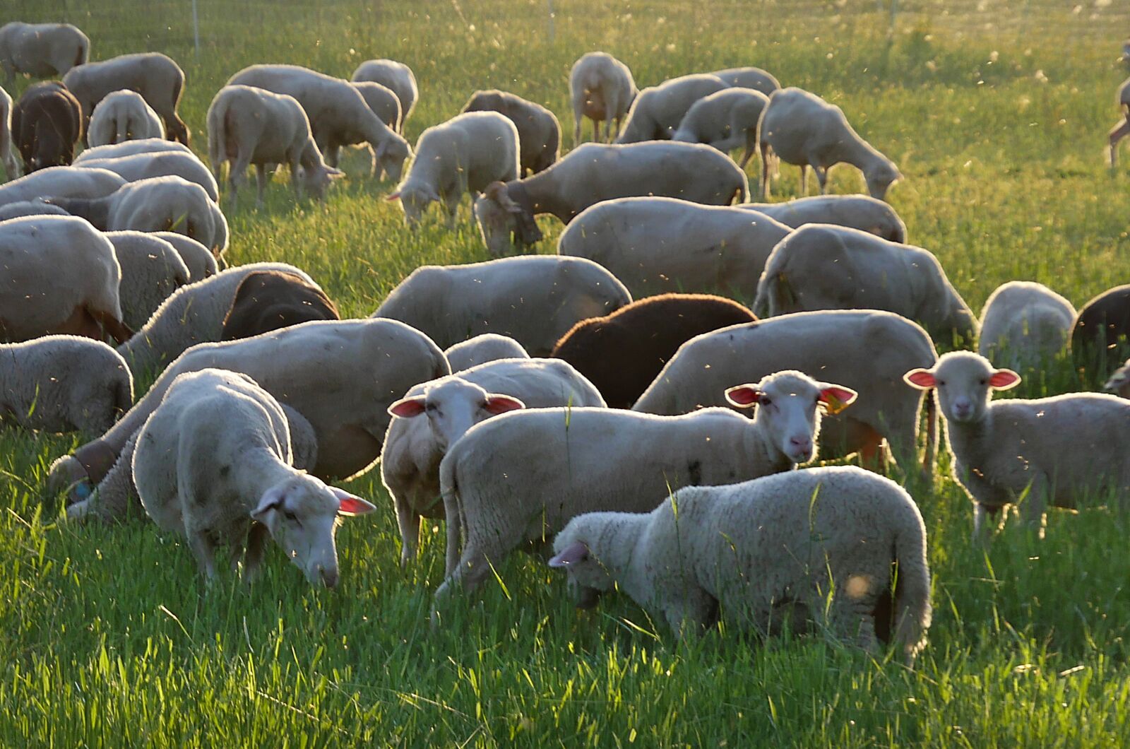 Panasonic Lumix DMC-GX8 sample photo. Sheep, mammals, agriculture photography