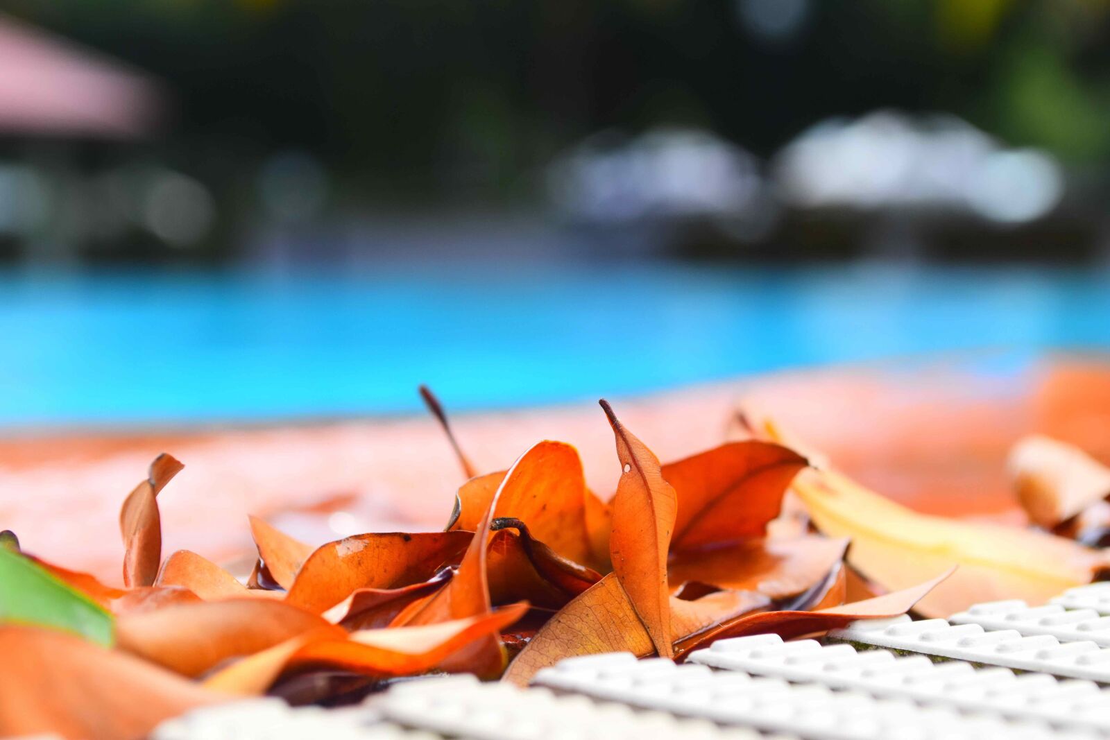 Nikon D5500 sample photo. Swimming pool, leaves, pool photography