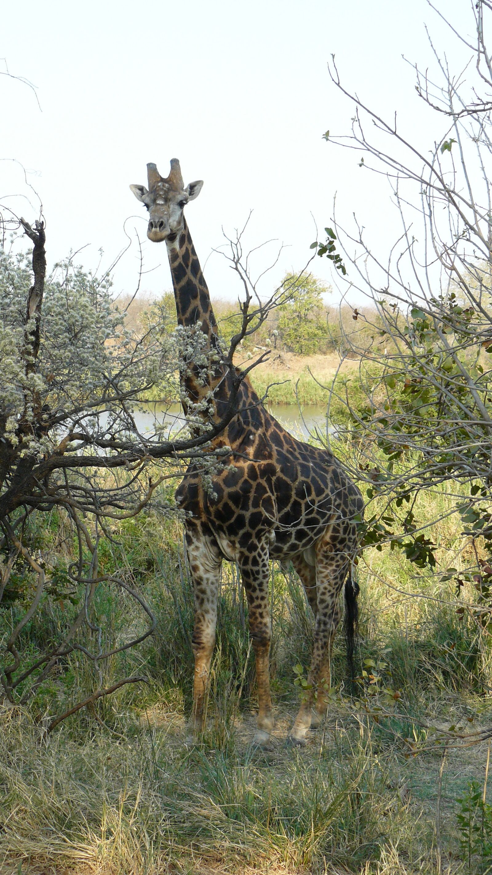 Panasonic DMC-FZ8 sample photo. Giraffe, kruger, wilderness photography