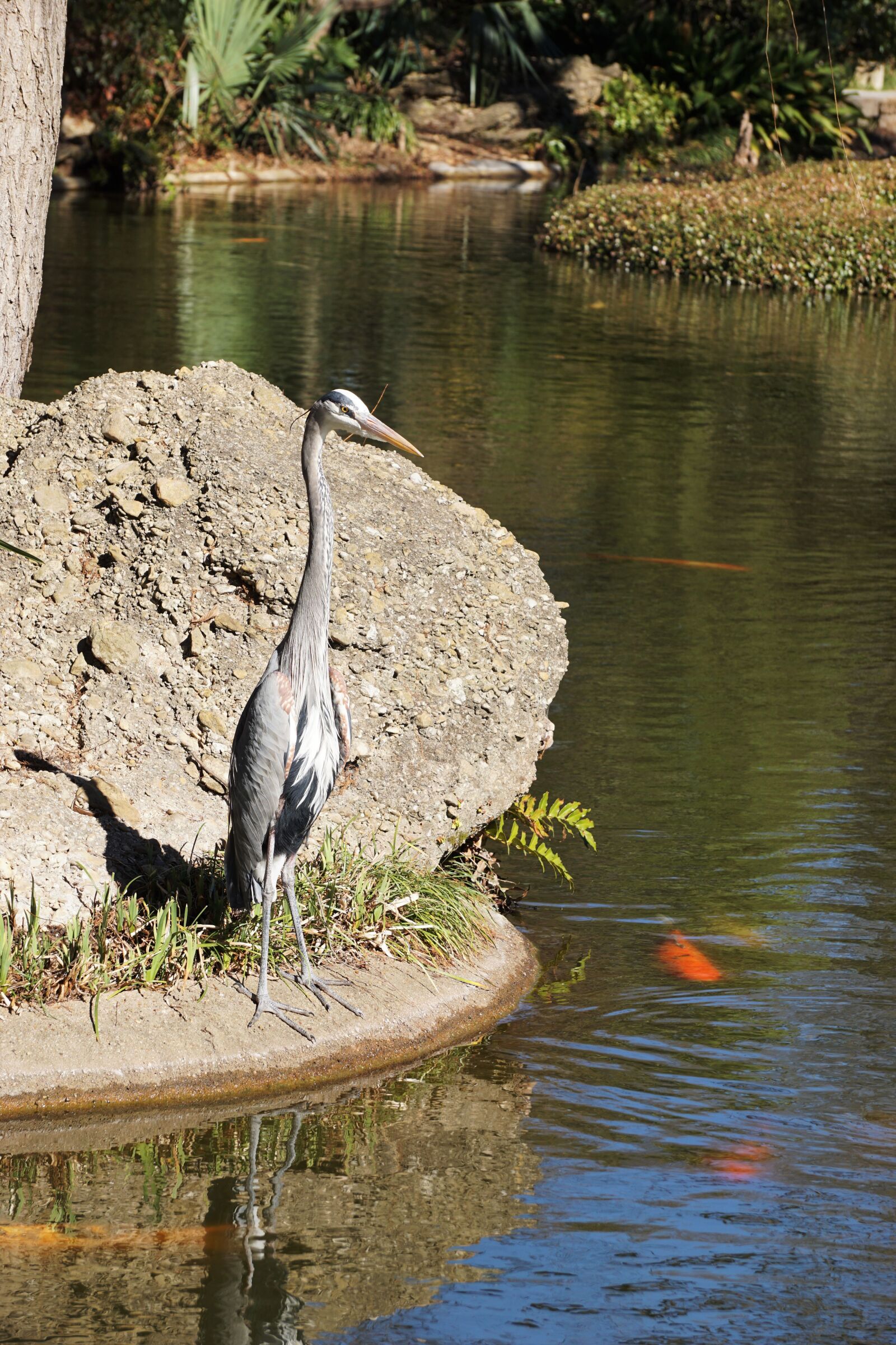 Sony a6000 sample photo. Crane, japanese, garden, koi photography