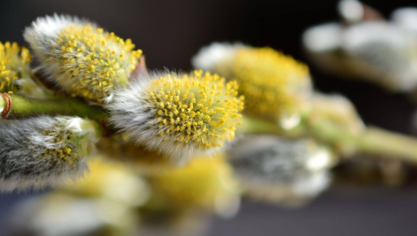 Nikon D5200 sample photo. Pasture, willow catkin, inflorescence photography