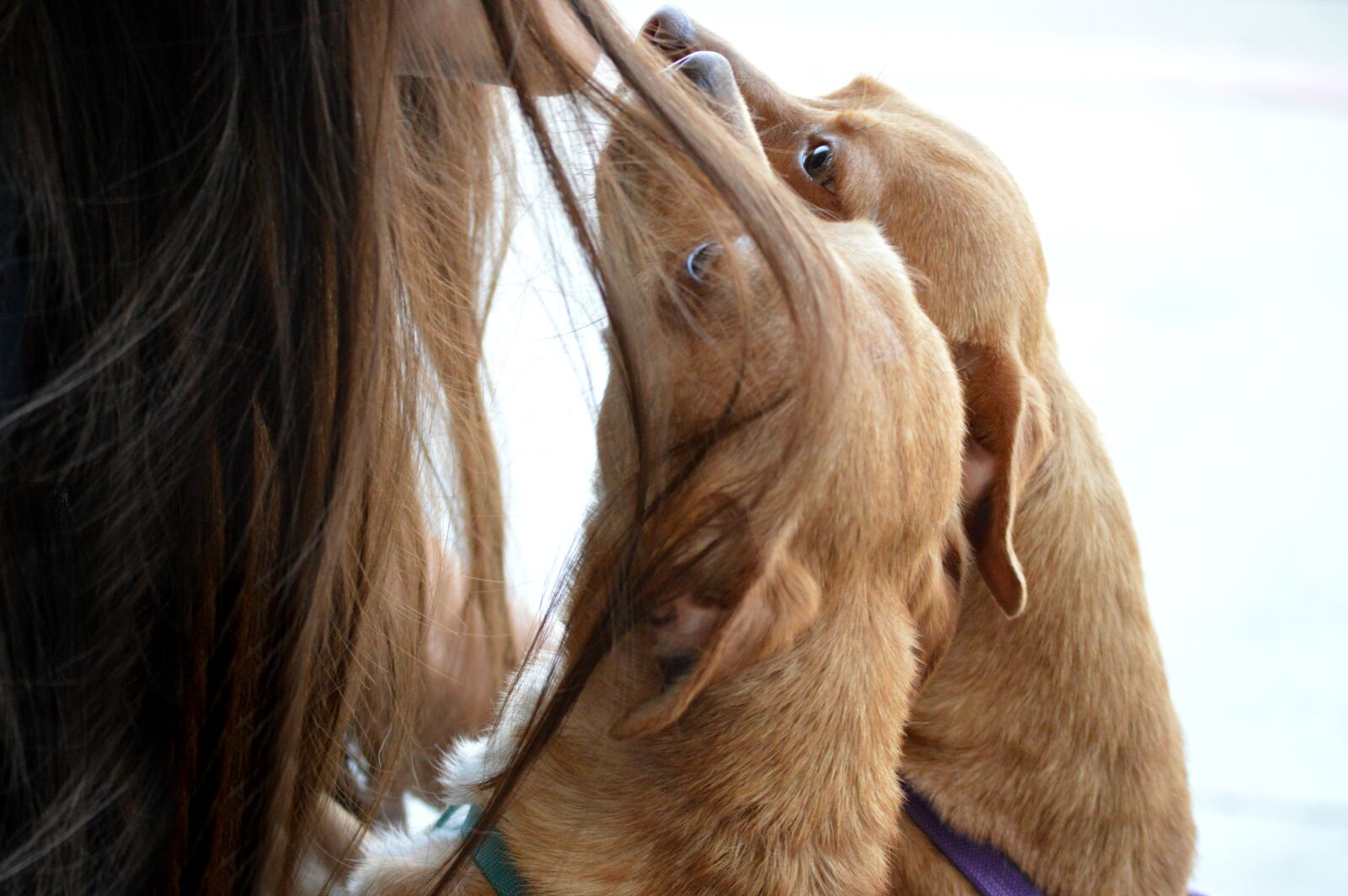 Nikon D3200 sample photo. Dogs, kisses, chiweenies photography