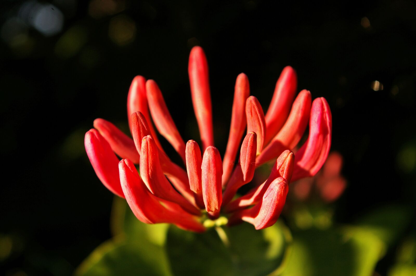 Pentax *ist DL2 sample photo. Honeysuckle, creeper, plant photography