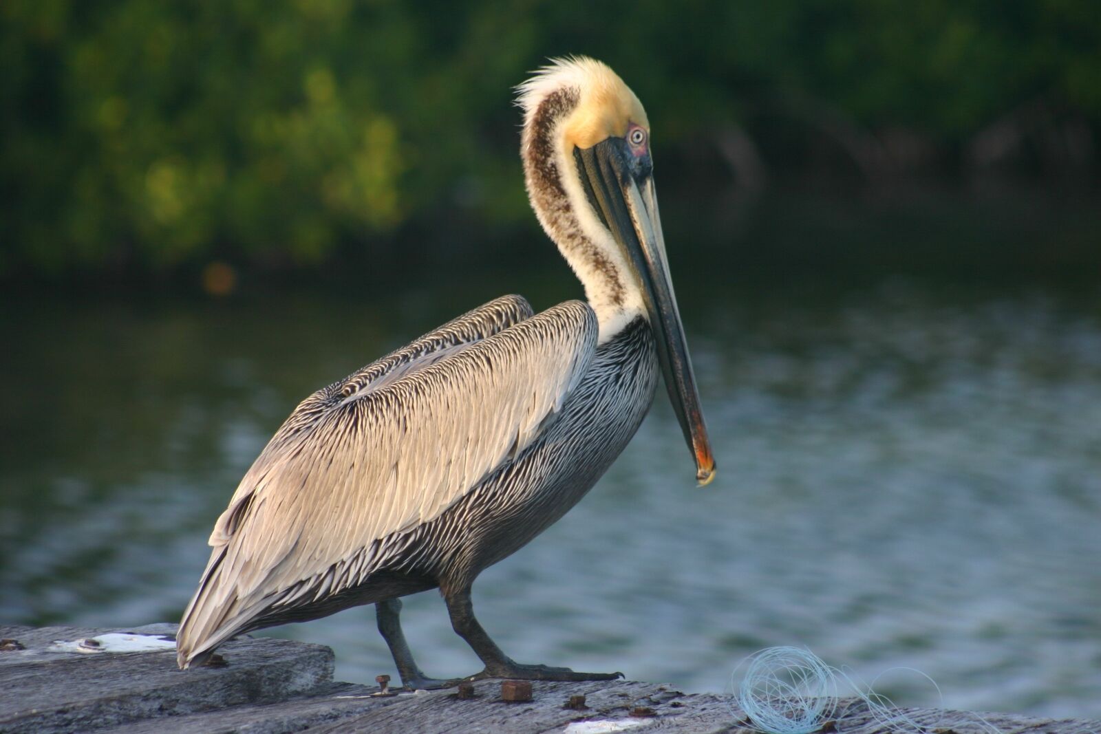 Canon EOS 300D (EOS Digital Rebel / EOS Kiss Digital) sample photo. Bird, ave, pelican photography