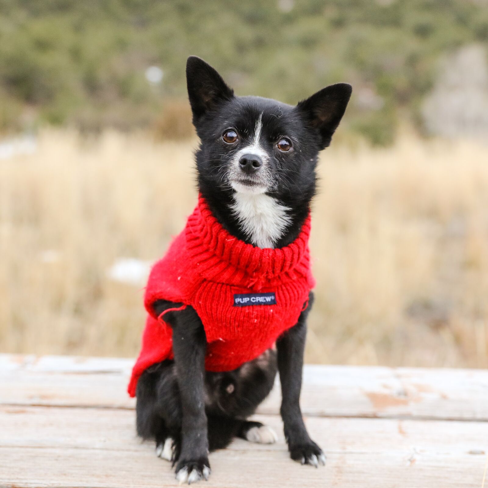 Canon EOS 5DS R sample photo. Adorable, dog, pet photography