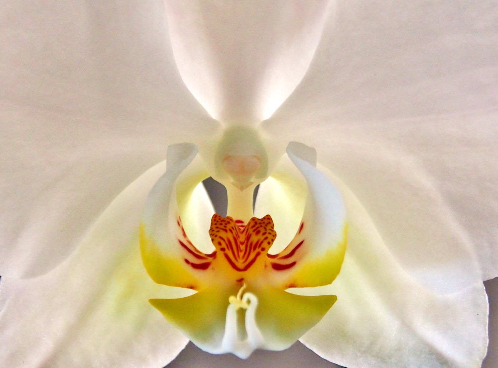Olympus OM-D E-M5 sample photo. Orchid, white interior, close photography