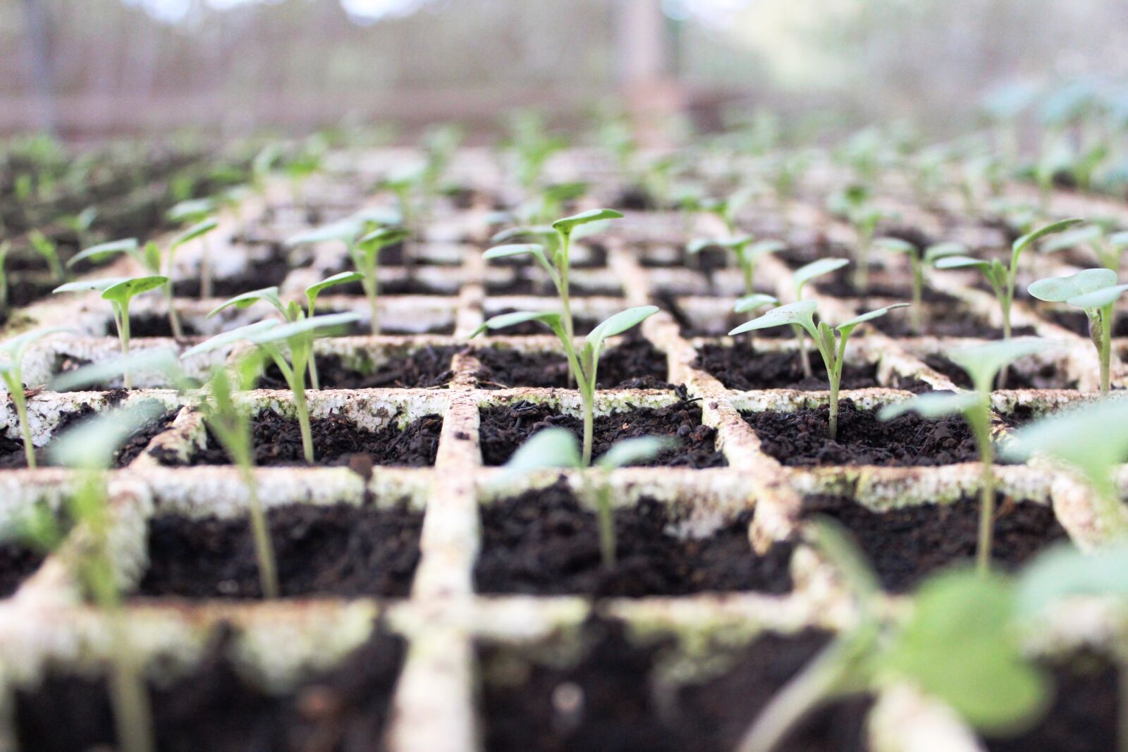 Canon EOS 600D (Rebel EOS T3i / EOS Kiss X5) sample photo. Brazil, plants, changes photography