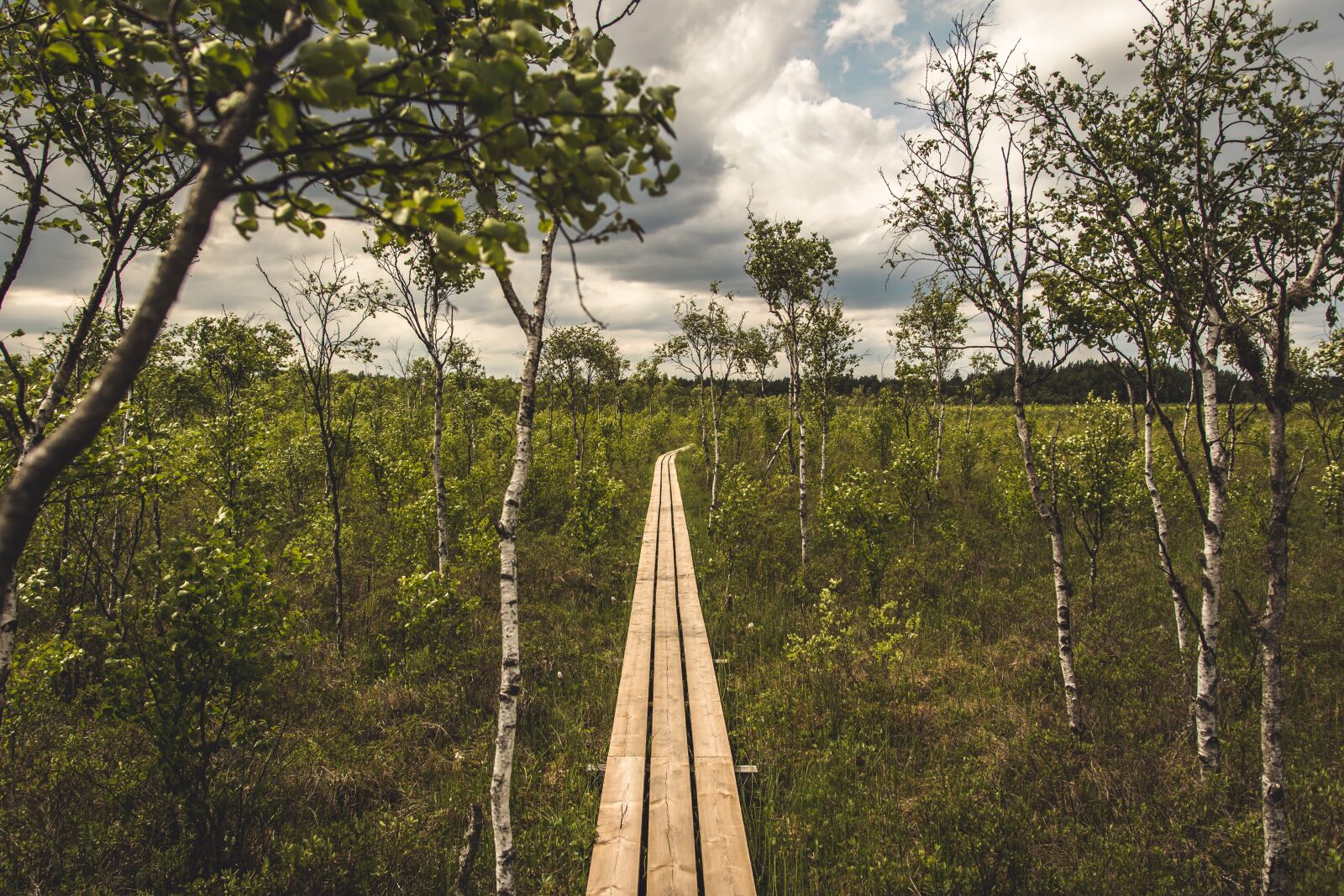 Nikon D7100 sample photo. Tree, wood, nature photography