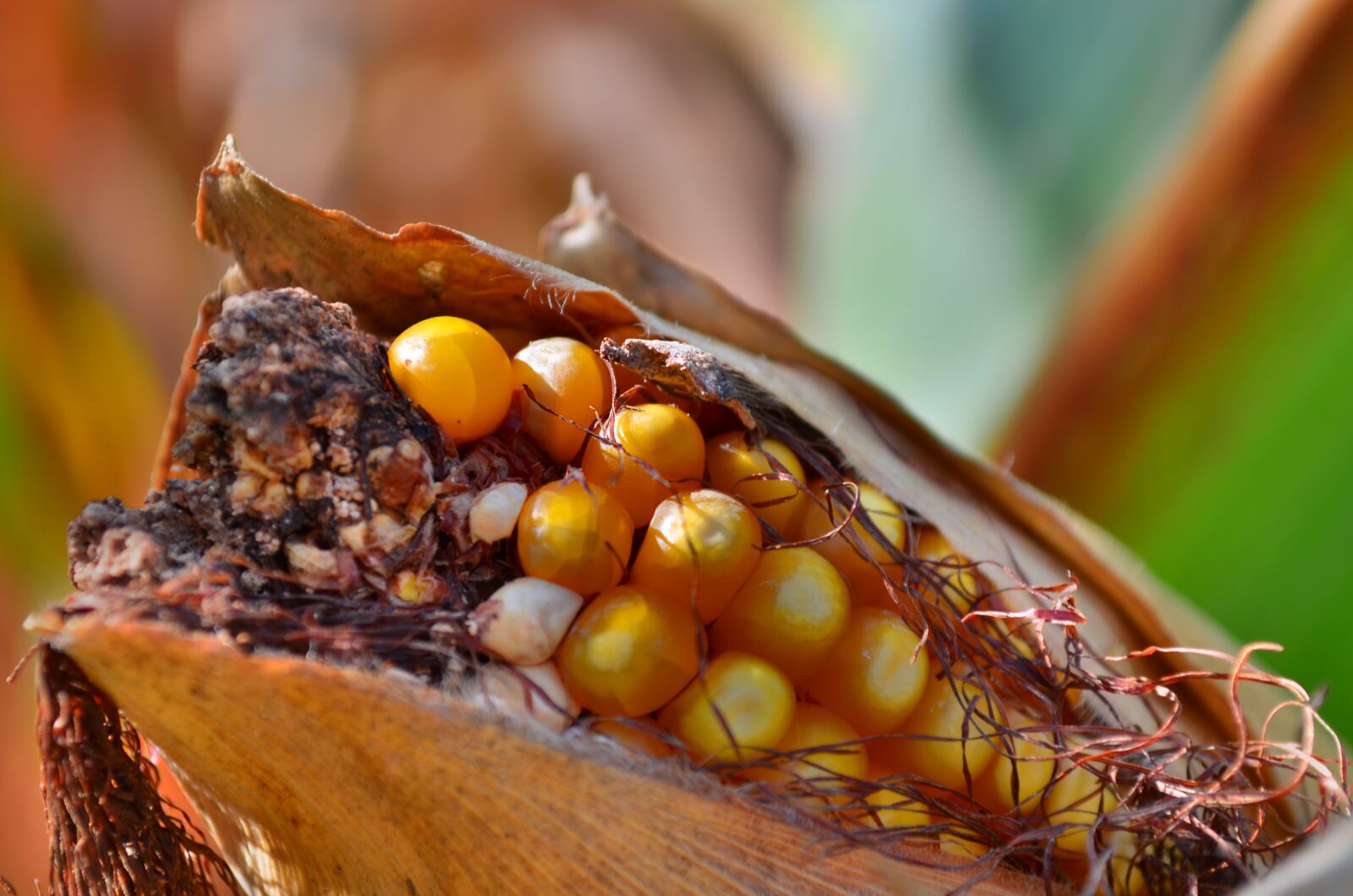 Nikon D5100 sample photo. Corn on the cob photography