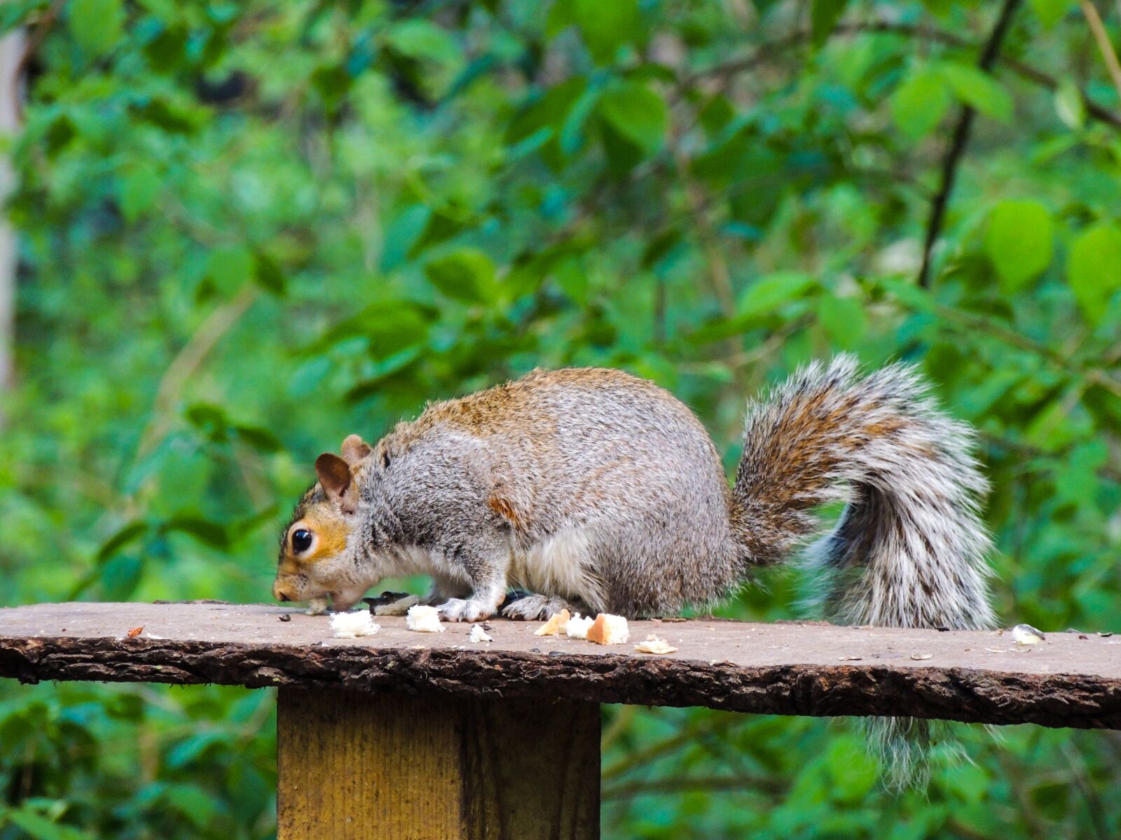 Nikon Coolpix P510 sample photo. Squirrel, rufford park, nature photography
