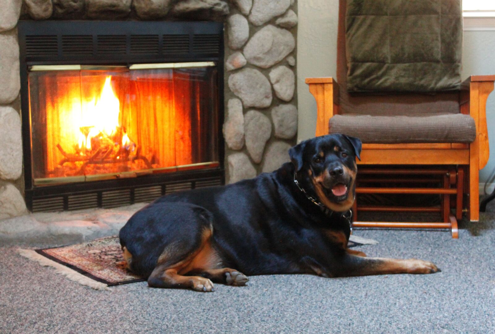 Canon EOS 500D (EOS Rebel T1i / EOS Kiss X3) sample photo. Rottweiler, dog, animal photography