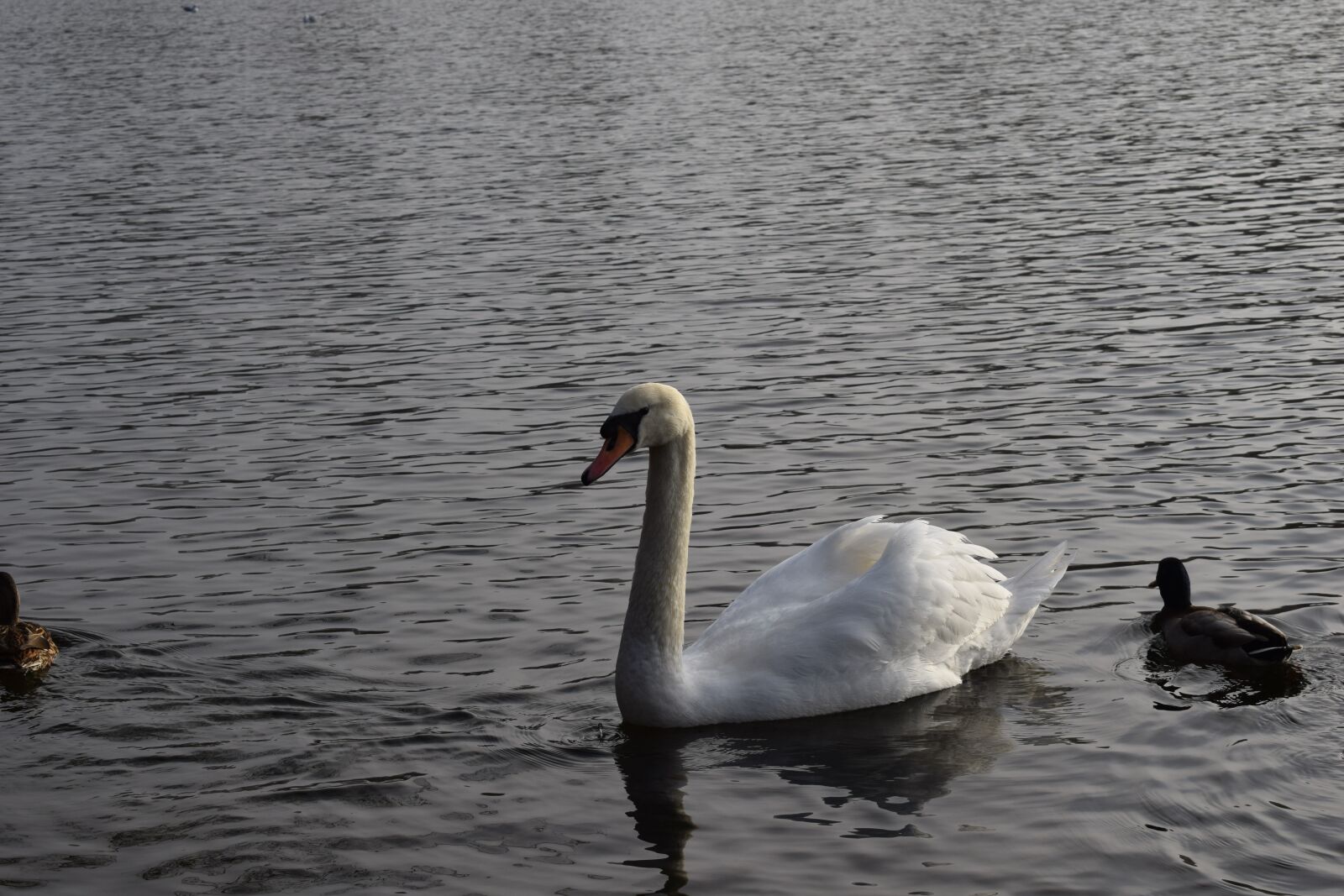 Nikon D3300 sample photo. Black park, swan, duck photography