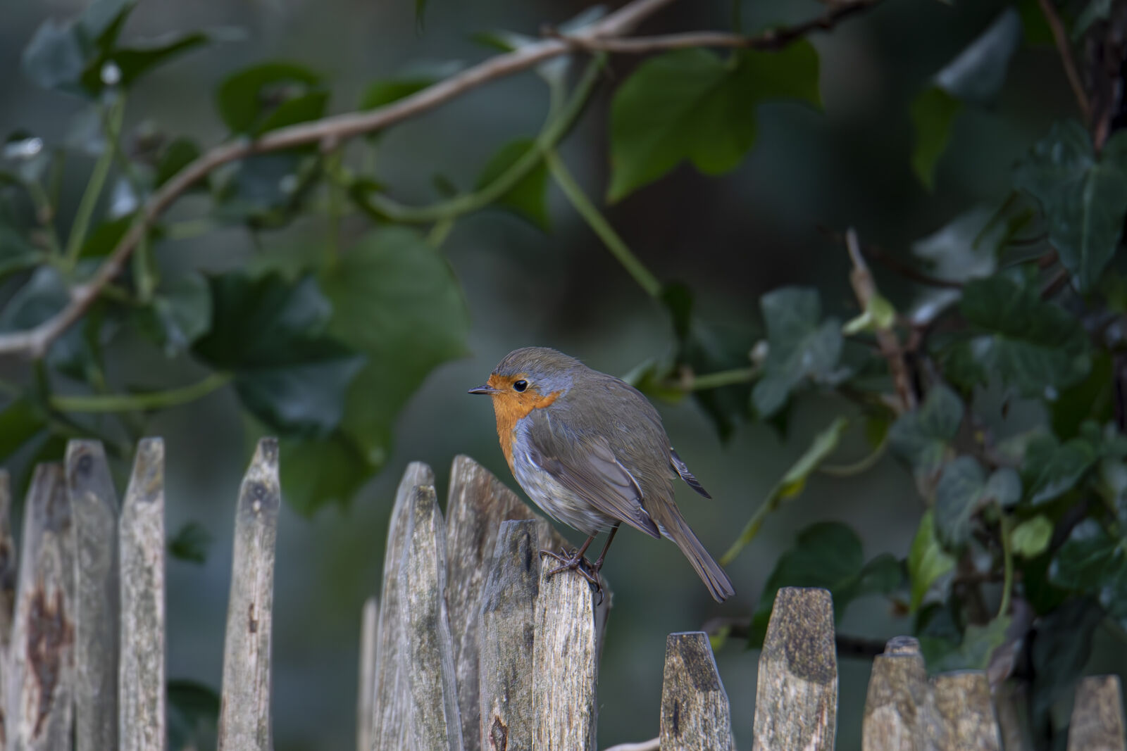 Canon EOS 7D Mark II sample photo