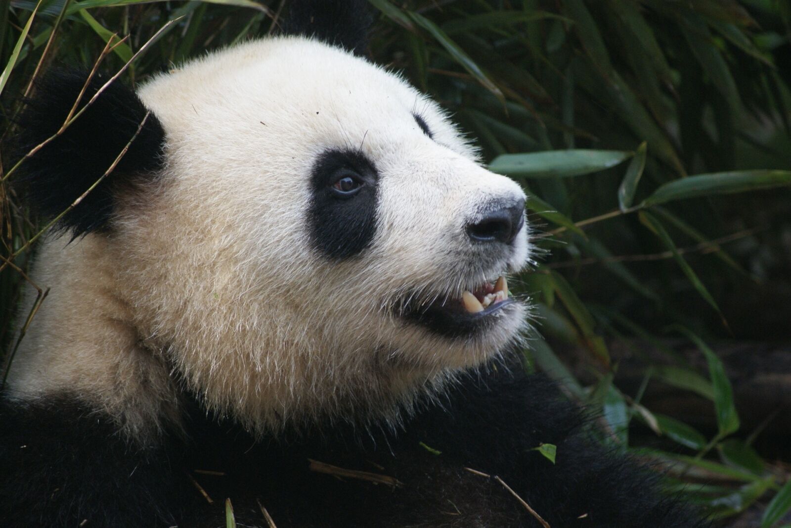 Sony Alpha DSLR-A230 sample photo. Panda, bear, black photography