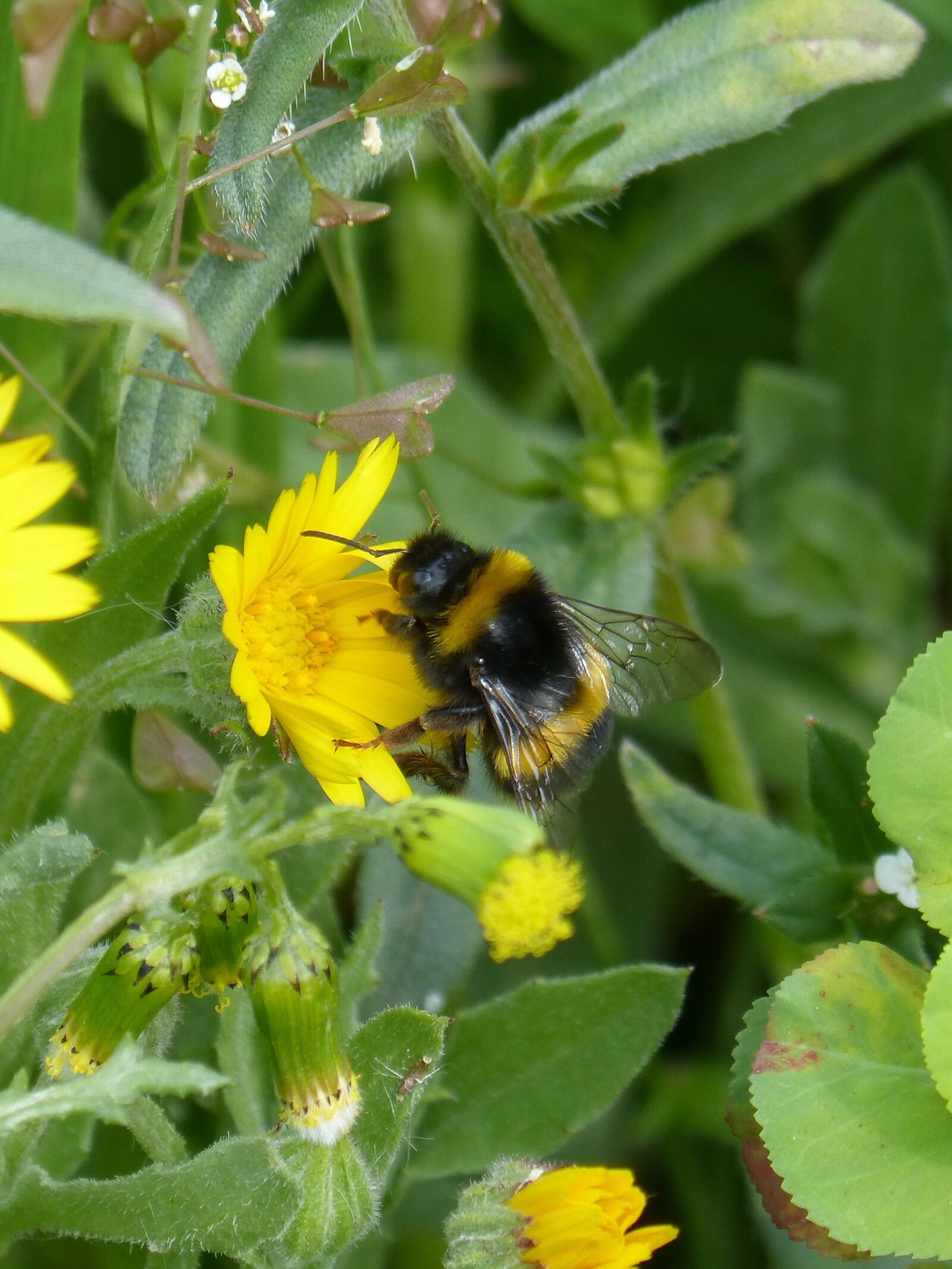 Panasonic DMC-FZ62 sample photo. Bumblebee, drone, libar photography