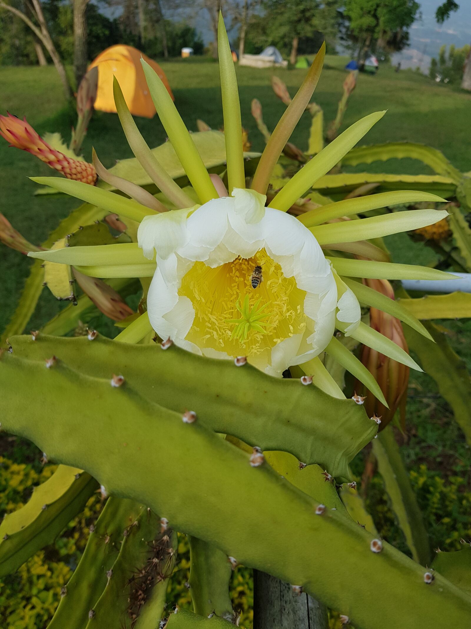 Samsung Galaxy S8+ sample photo. Plant, nature, flower photography