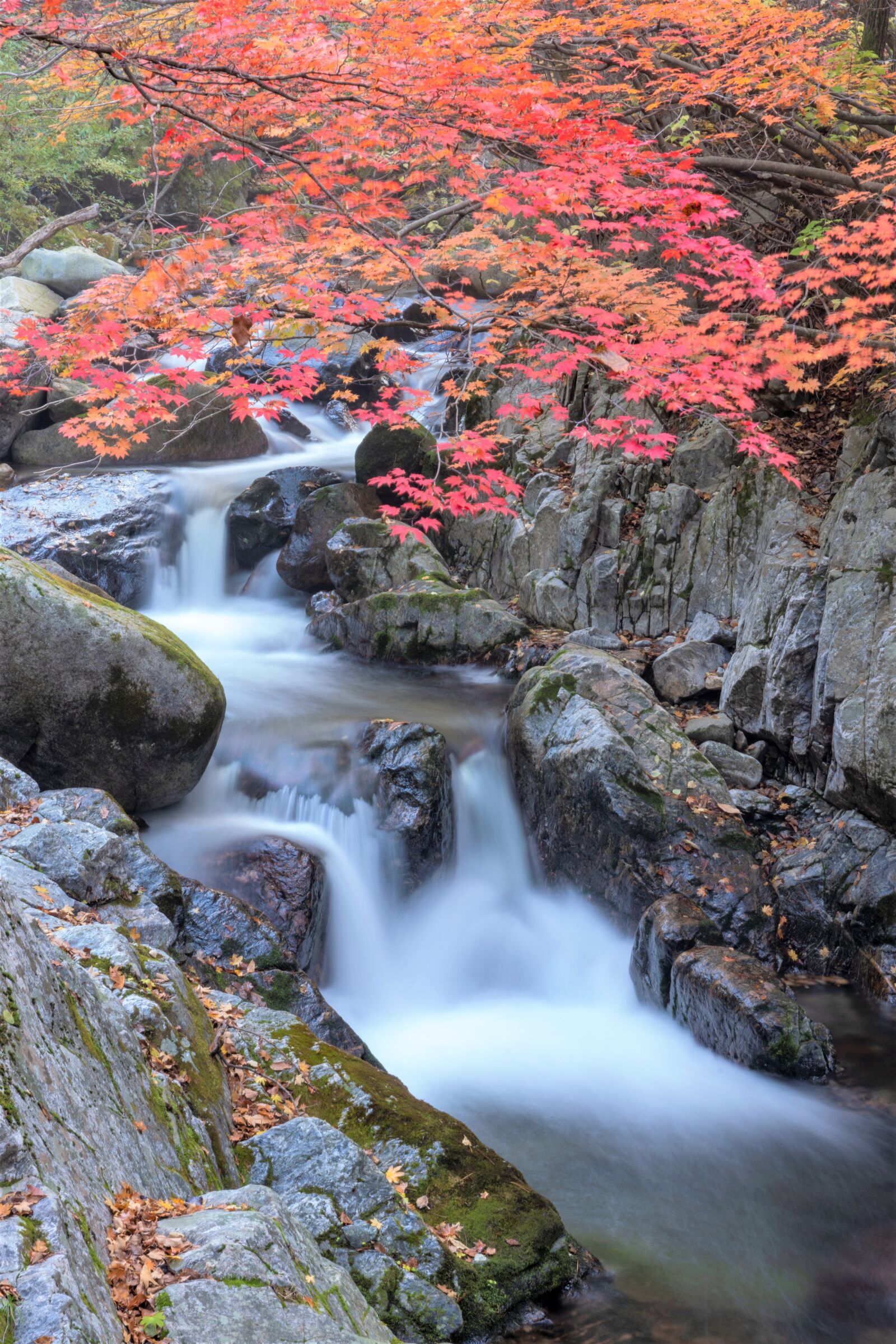 Sony FE 24-105mm F4 G OSS sample photo. Korea, autumn, nature photography