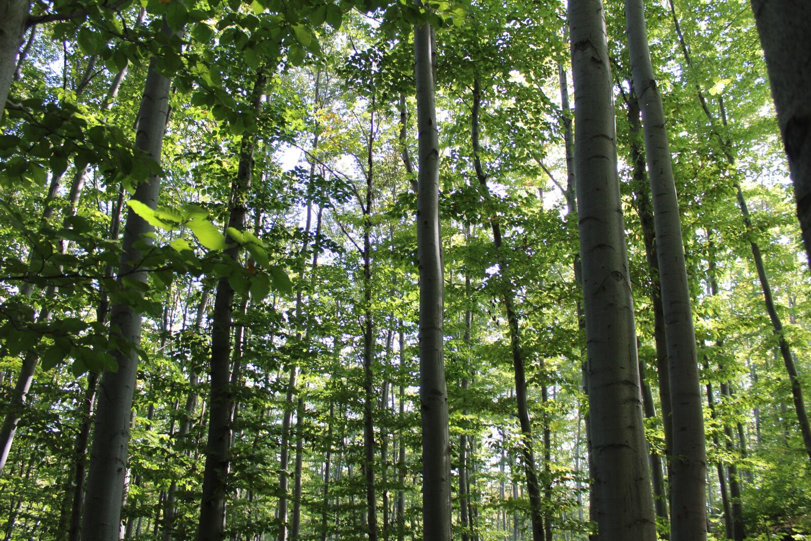 Canon EOS 1200D (EOS Rebel T5 / EOS Kiss X70 / EOS Hi) sample photo. Forest, trees, green photography