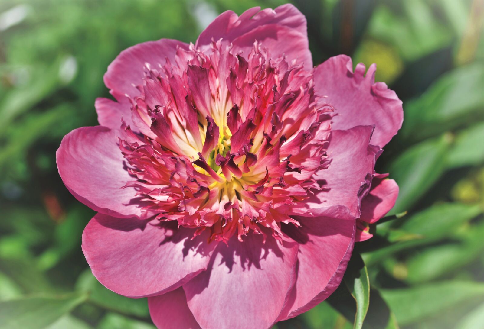 Nikon D7200 sample photo. Peony, rose, bud photography