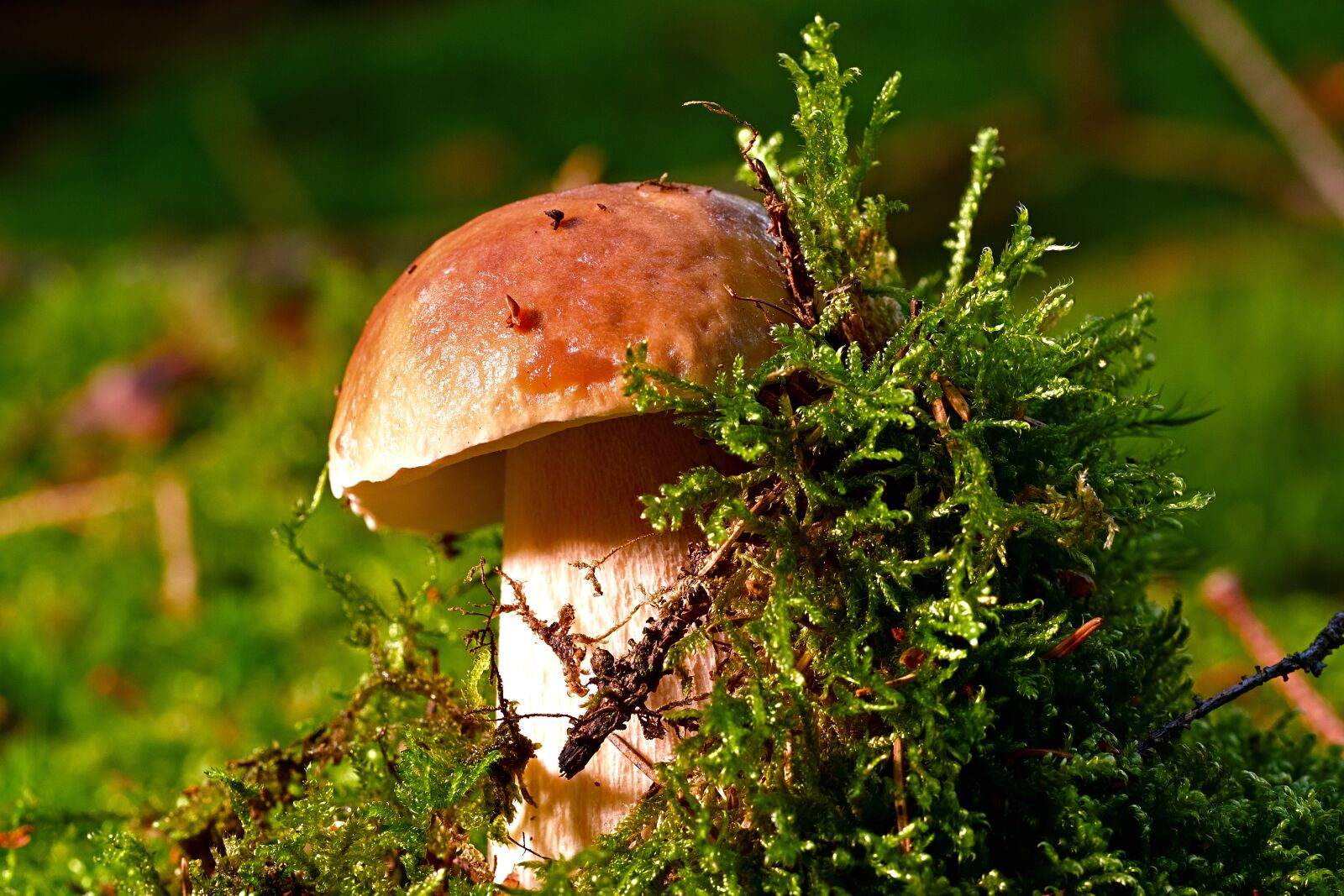 Nikon D5200 sample photo. Mushroom, moss, forest photography