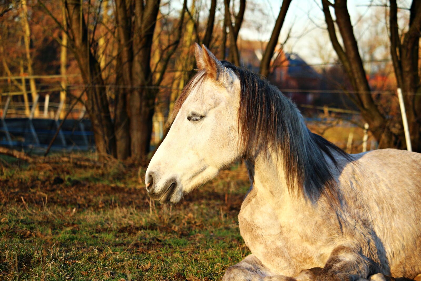 Canon EOS 100D (EOS Rebel SL1 / EOS Kiss X7) sample photo. Mold, horse, pasture photography