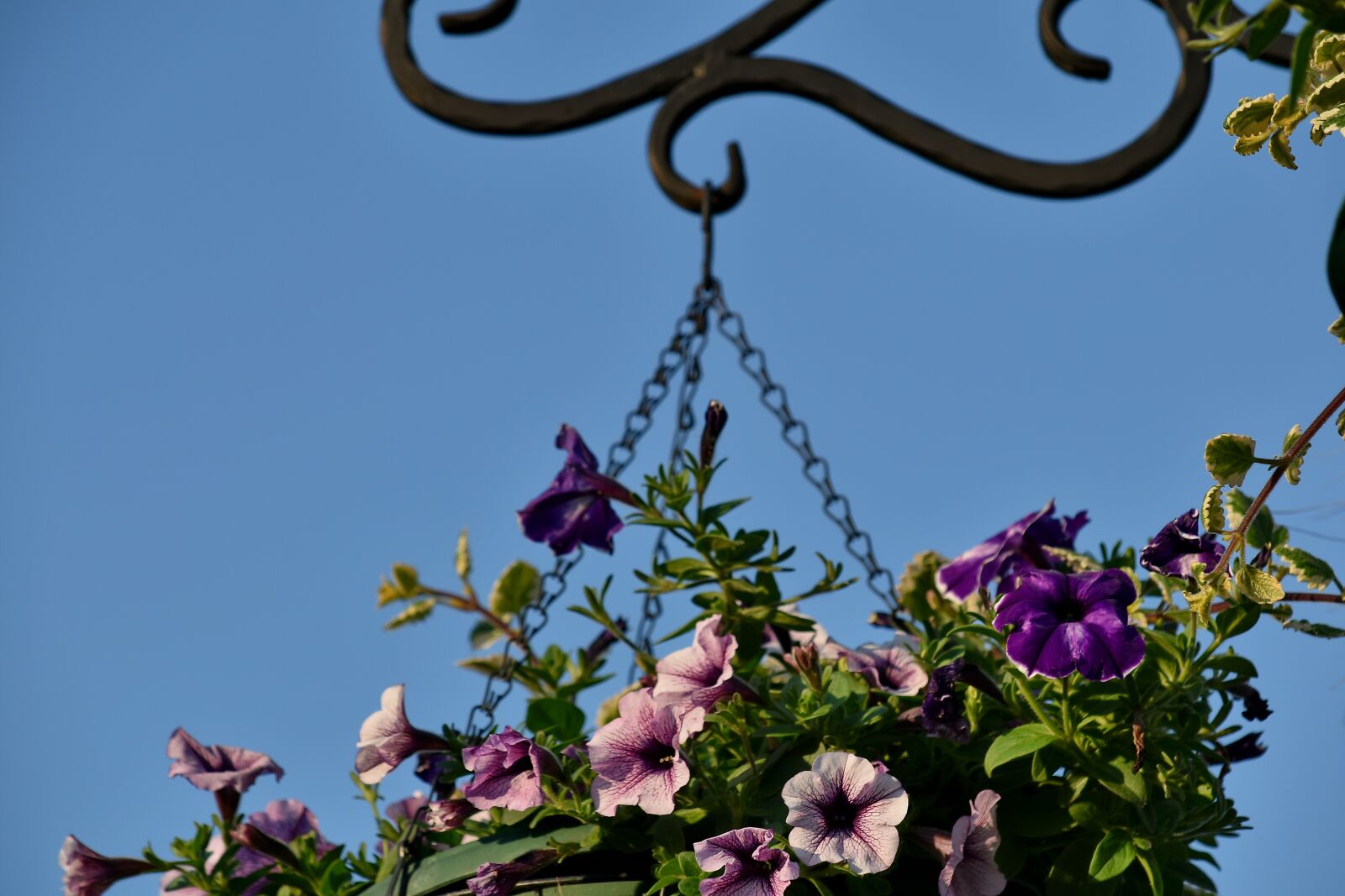 Nikon D5500 sample photo. Cast iron, nature, flower photography