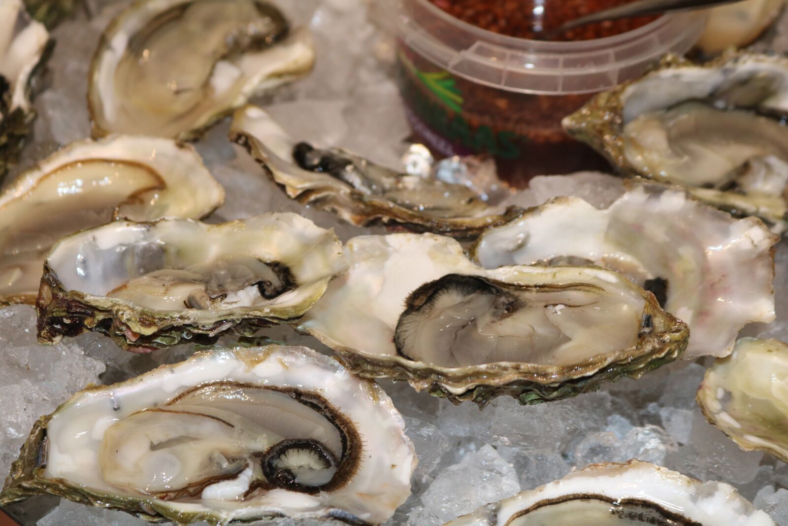 Canon EOS 750D (EOS Rebel T6i / EOS Kiss X8i) sample photo. Oyster, shellfish, crustacea photography