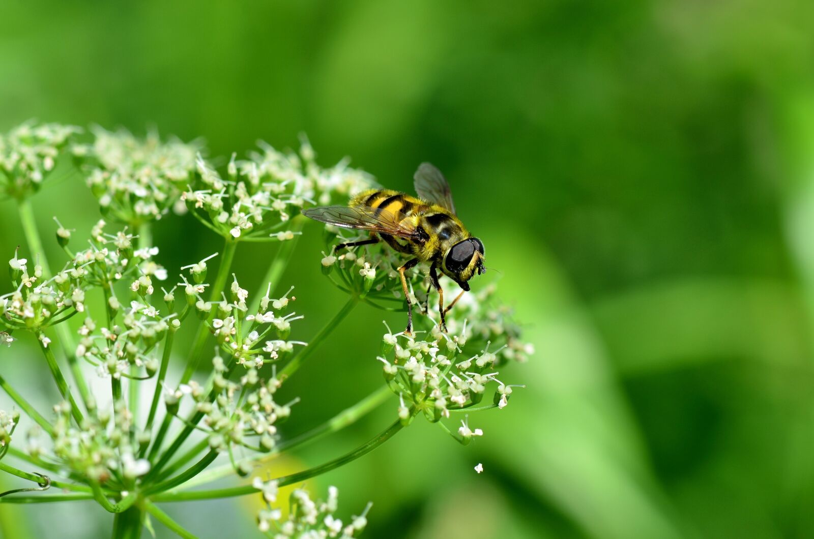 Nikon D7000 sample photo. Insect, nature, blossom photography