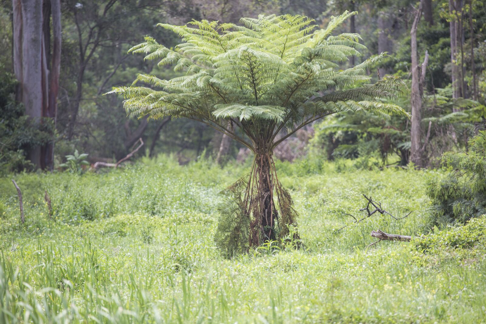 Canon EF 100-400mm F4.5-5.6L IS USM sample photo. Bush tree fern, sydney photography