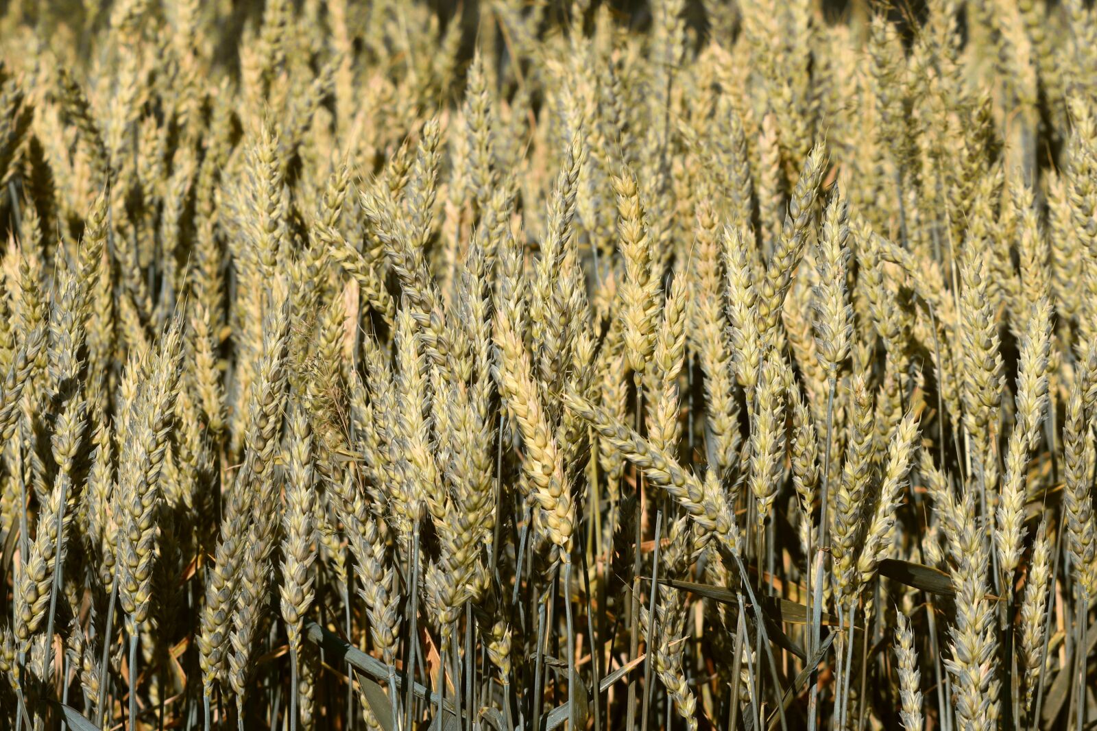 Canon EOS 200D (EOS Rebel SL2 / EOS Kiss X9) sample photo. Wheat, spike, mature photography