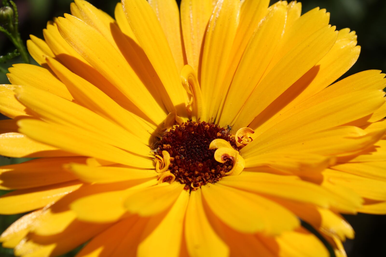 Canon EOS 550D (EOS Rebel T2i / EOS Kiss X4) sample photo. Sunflower, marigold, yellow photography