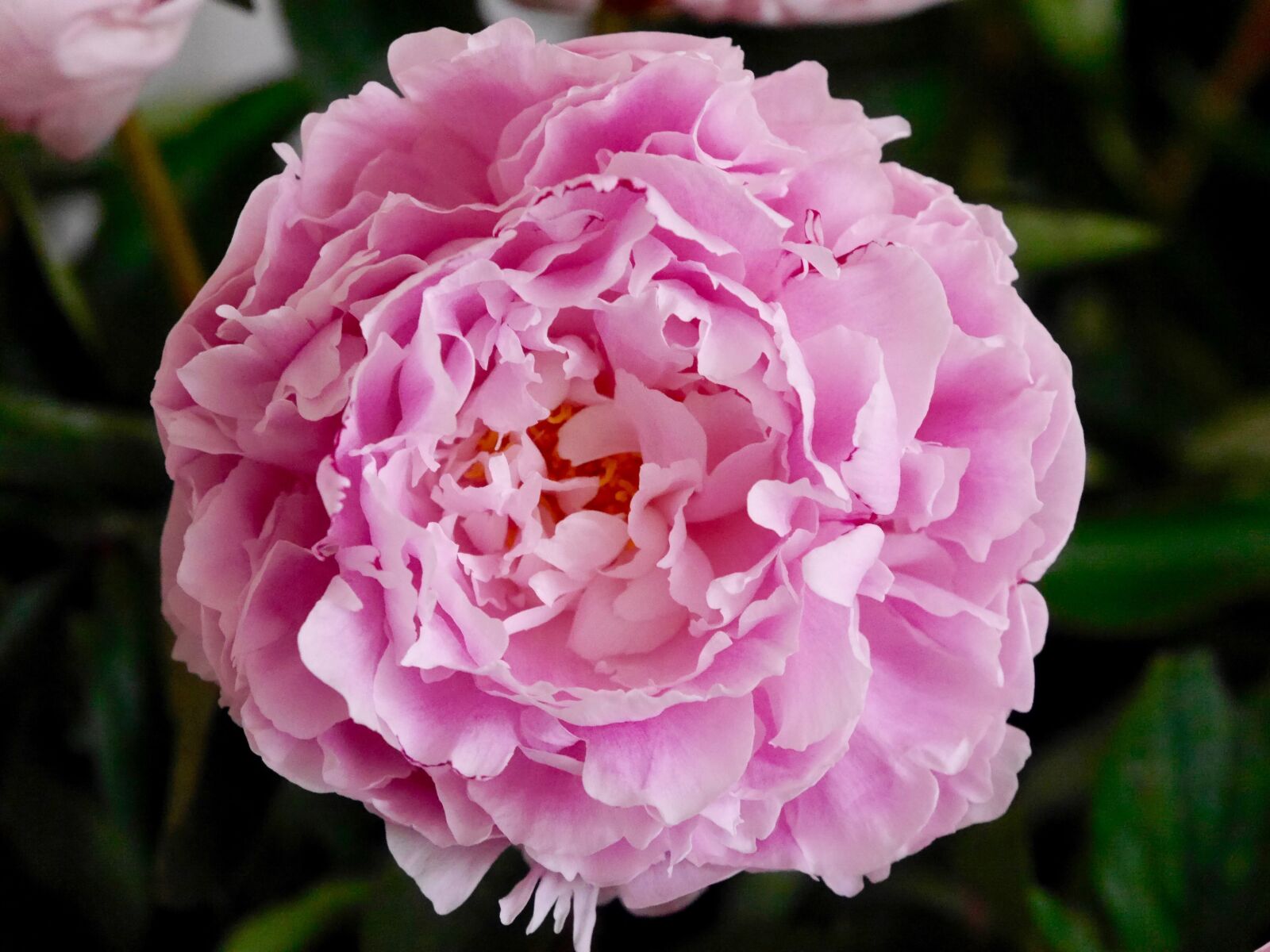 Panasonic Lumix DMC-G6 sample photo. Flower, bloom, pink photography