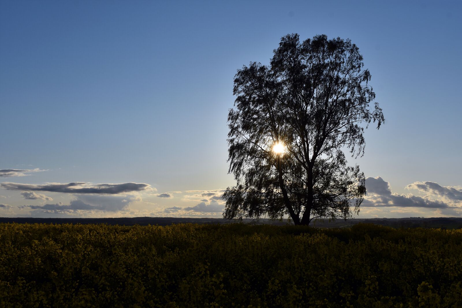 Nikon D3400 sample photo. Sunset, landscape, field photography