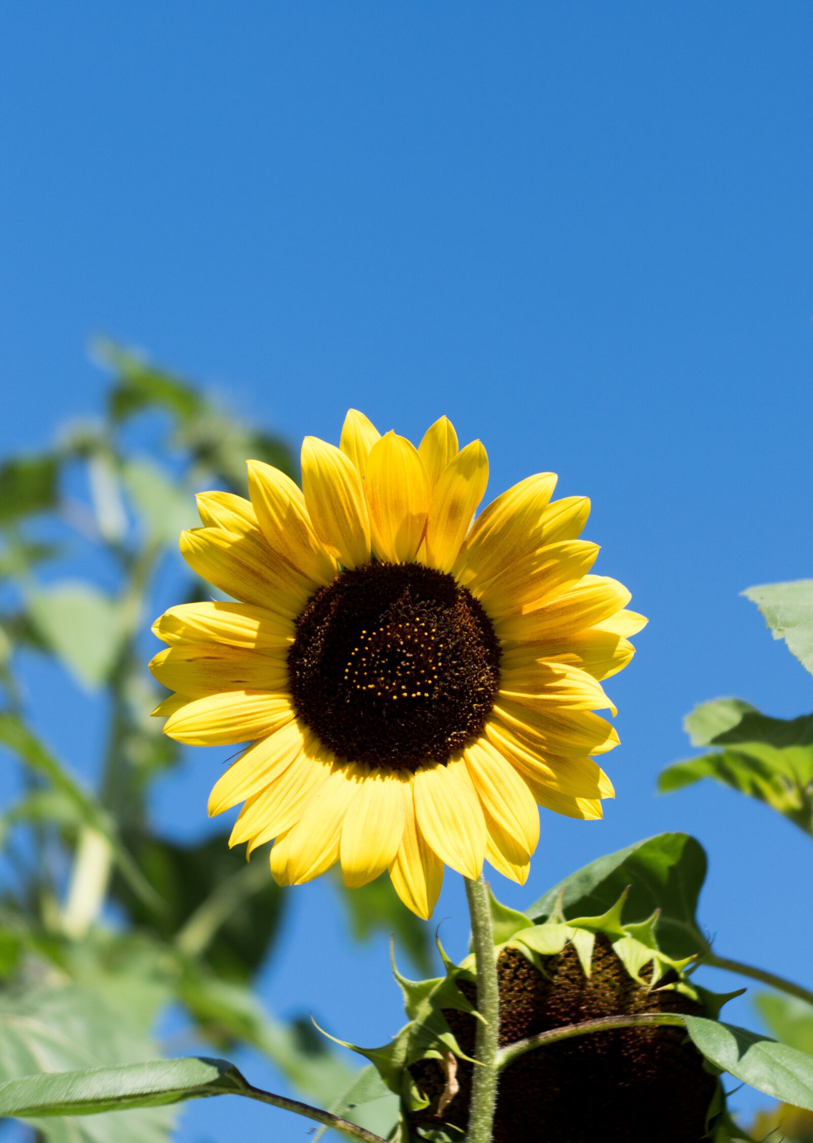 Olympus OM-D E-M1 Mark II sample photo. Flora, nature, summer photography