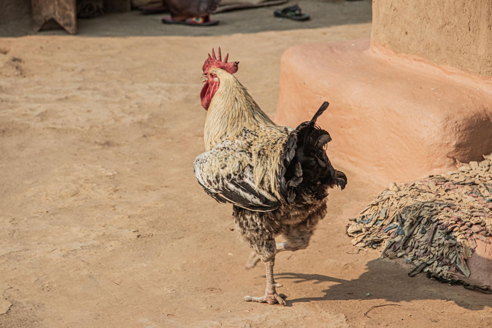 Canon EF-S 17-85mm F4-5.6 IS USM sample photo. Chicken, walking, rooster photography