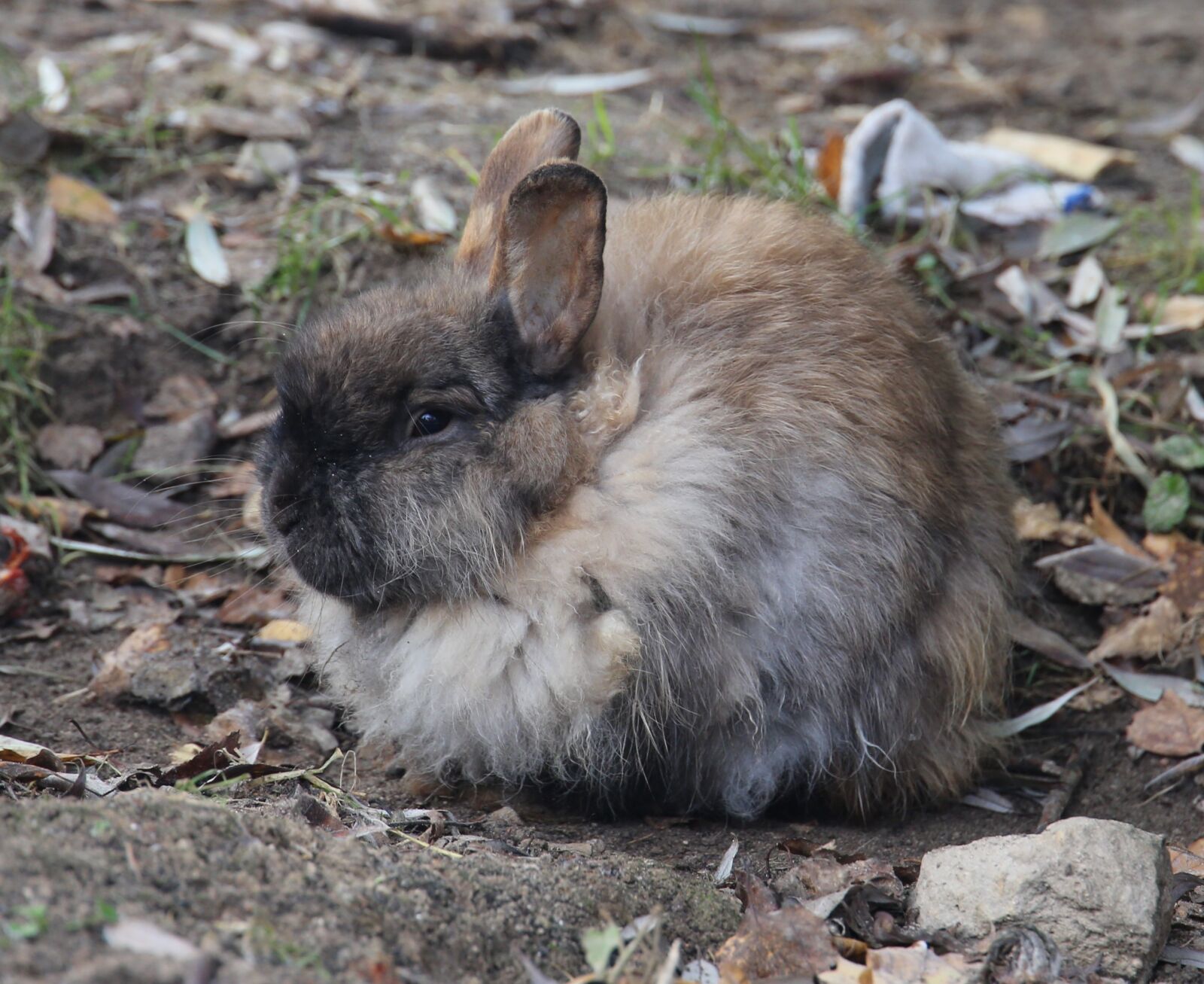 Canon EF 24-105mm F3.5-5.6 IS STM sample photo. Autumn, rabbit, animals photography