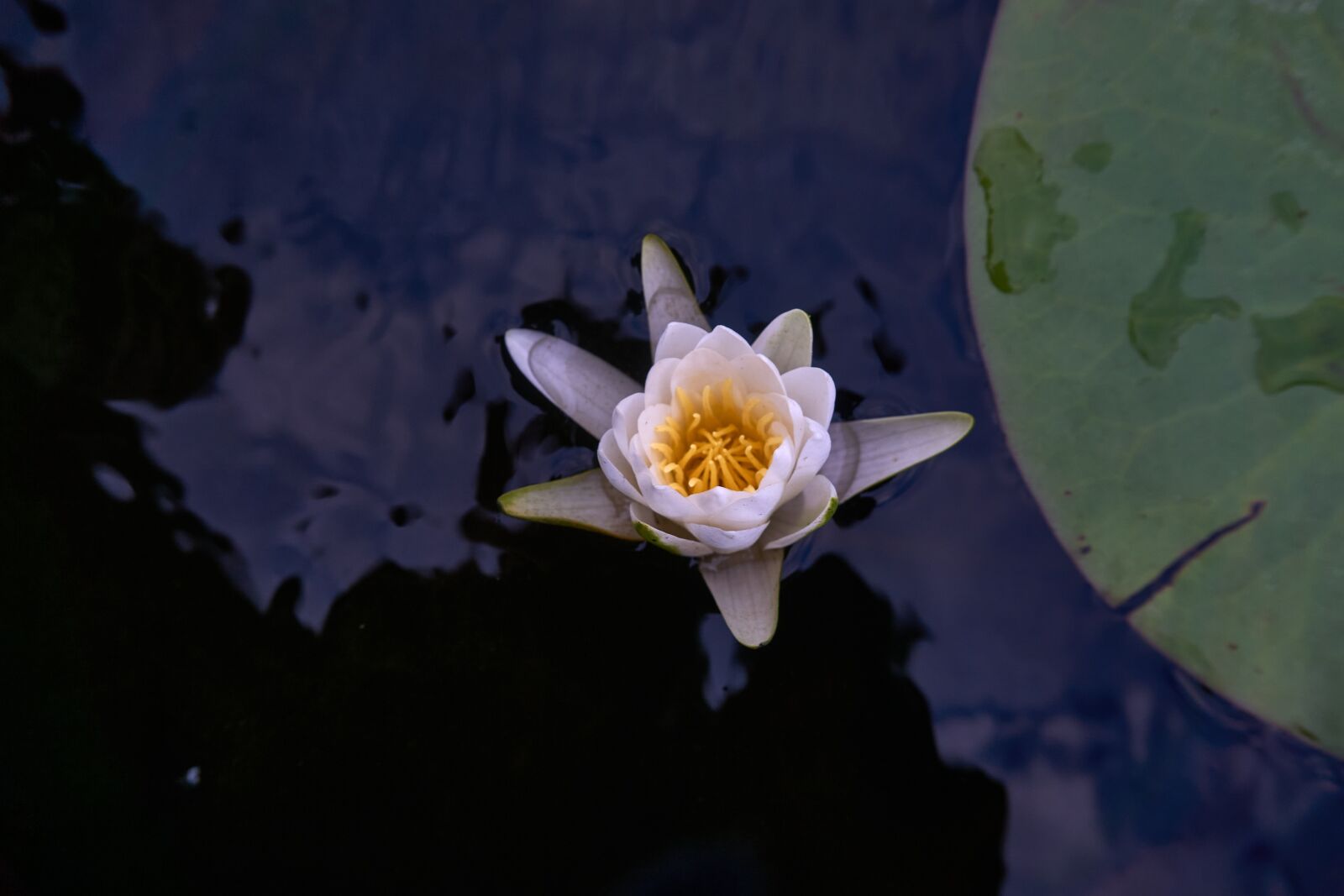 Sony E PZ 16-50 mm F3.5-5.6 OSS (SELP1650) sample photo. Water lily, dark water photography