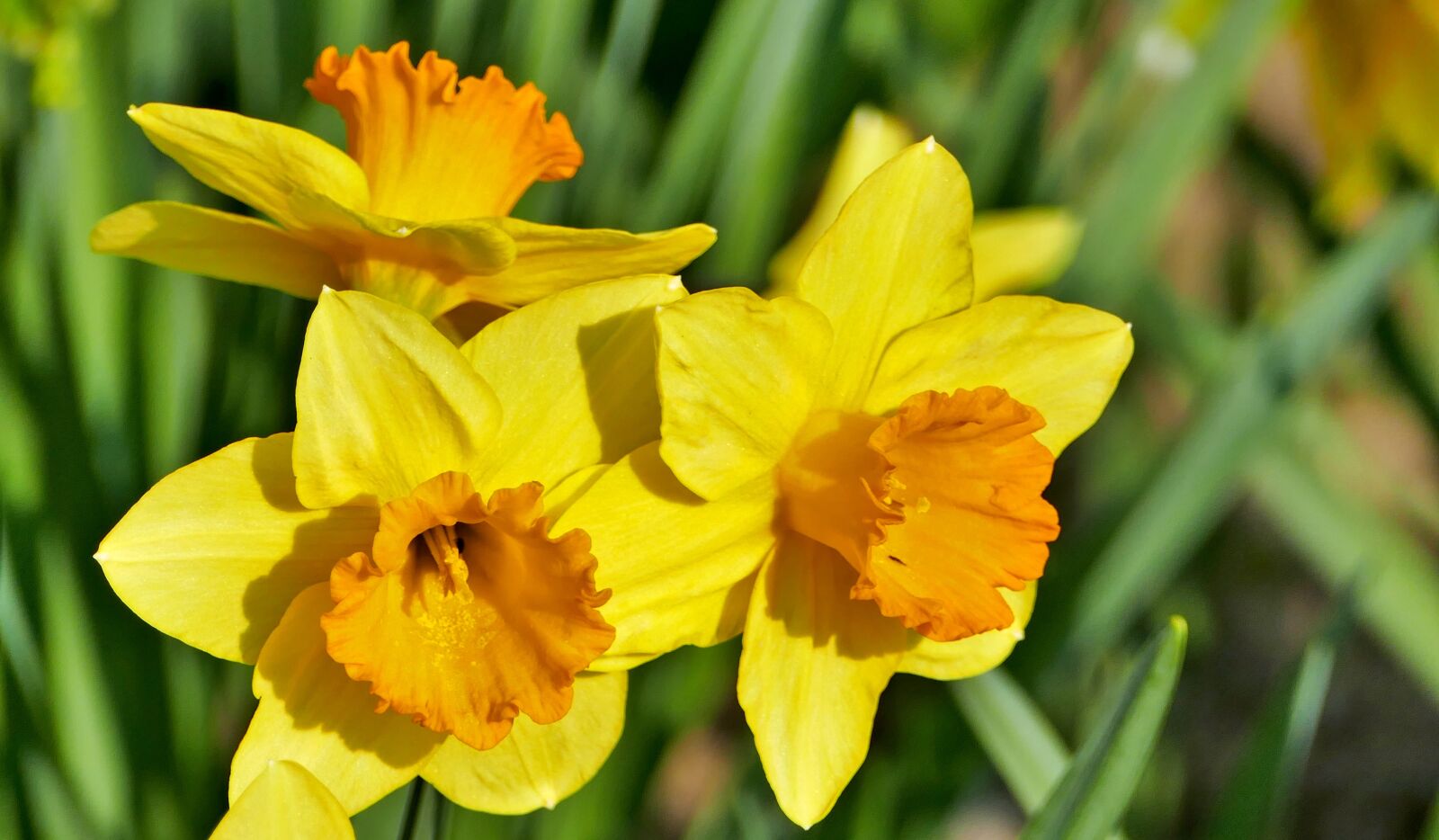 Panasonic Lumix DMC-FZ1000 sample photo. Nature, flowers, daffodils photography