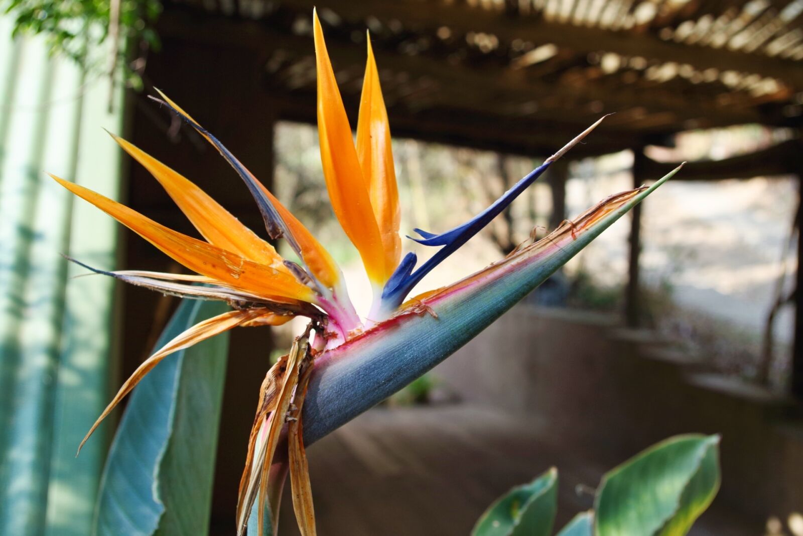 Pentax K-30 sample photo. Strelitzia, flower, nature photography