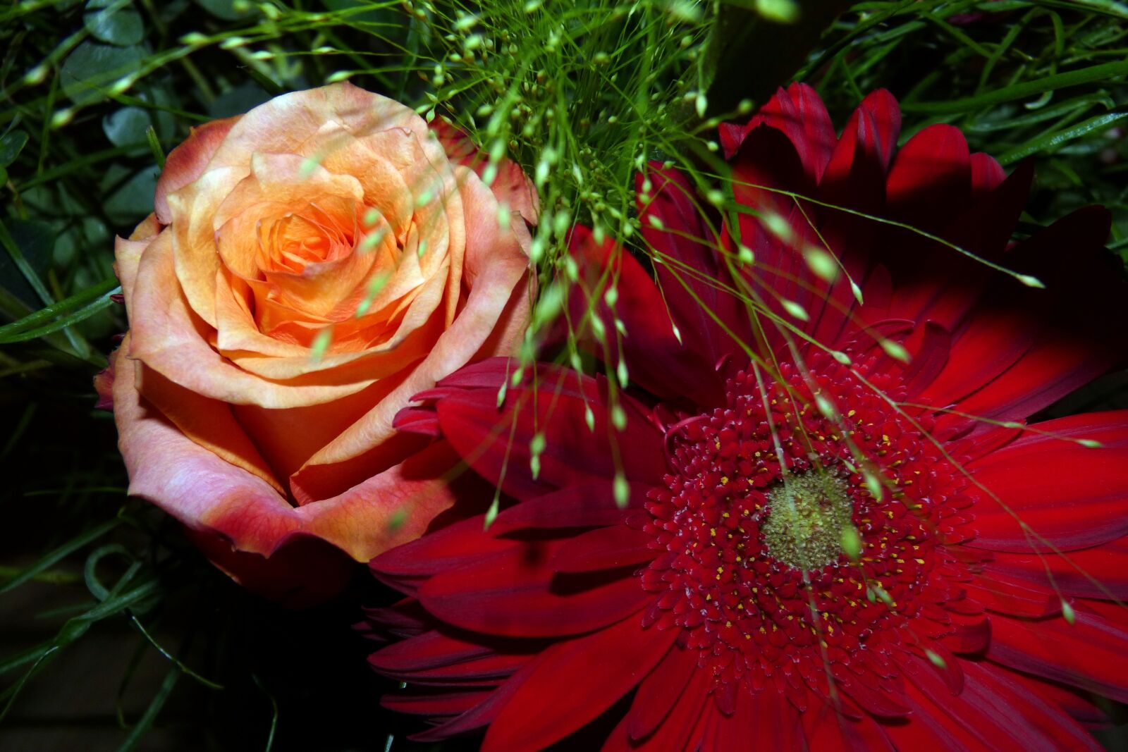 Panasonic DMC-FZ62 sample photo. Flowers, gerbera, rose photography