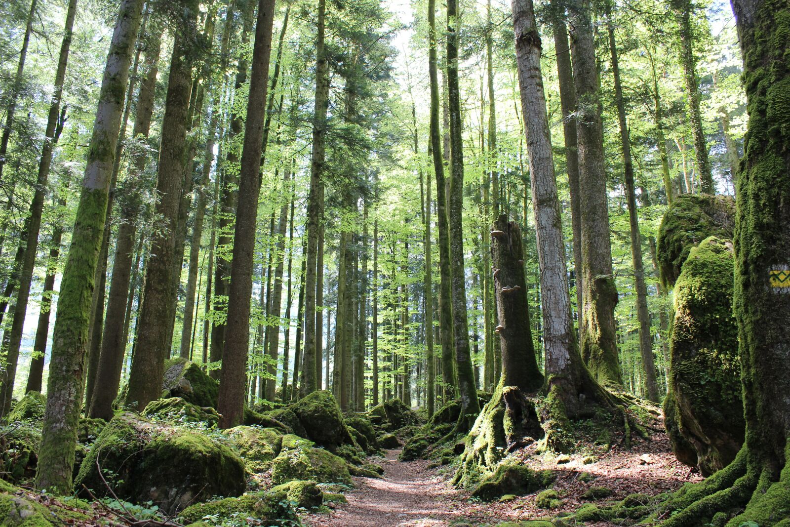 Canon EOS 1200D (EOS Rebel T5 / EOS Kiss X70 / EOS Hi) sample photo. Forest, green, nature photography