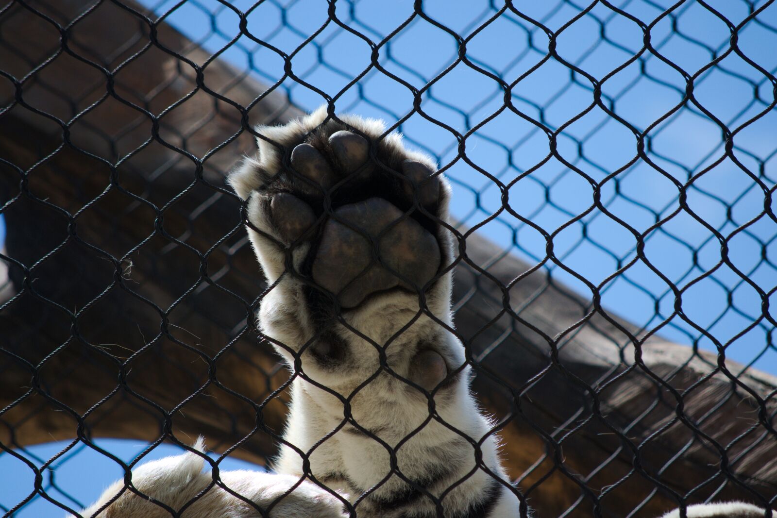 Nikon D5300 sample photo. Tiger, paw, wild photography