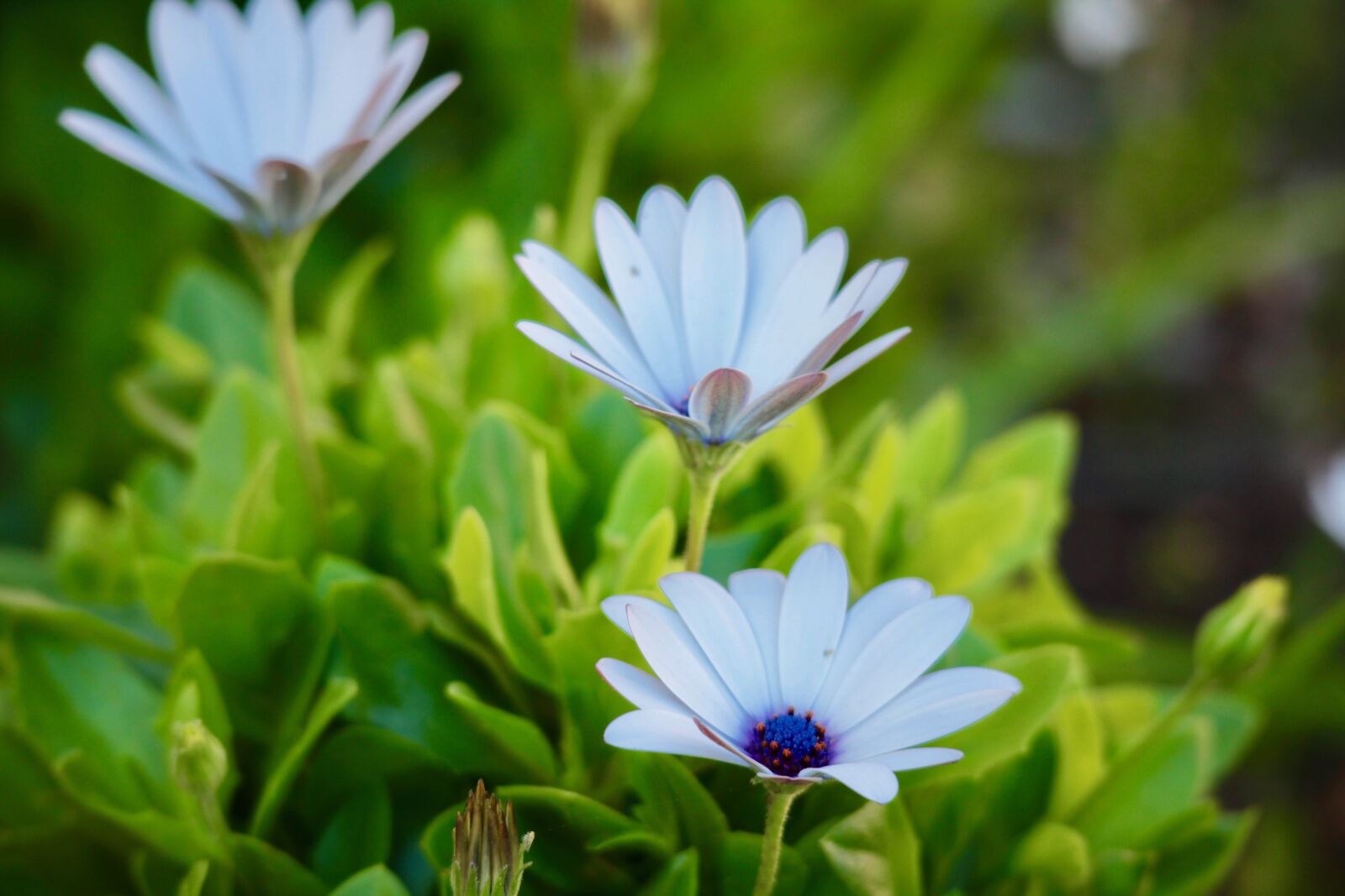 Canon EOS M sample photo. Daisies, flowers, nature photography