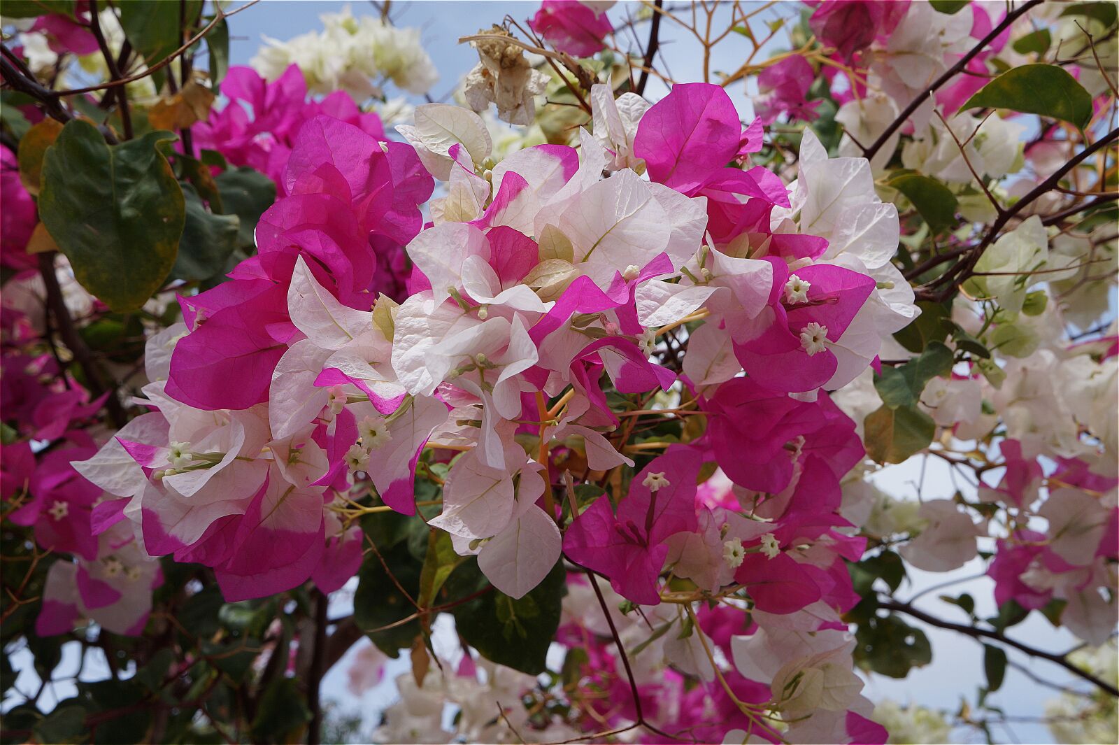 Sony Alpha a3000 + Sony E 18-55mm F3.5-5.6 OSS sample photo. Bougainvillea, flowers, white photography