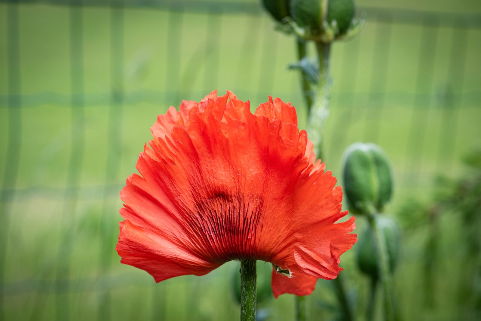 Nikon D750 sample photo. Poppy, red poppy, flower photography
