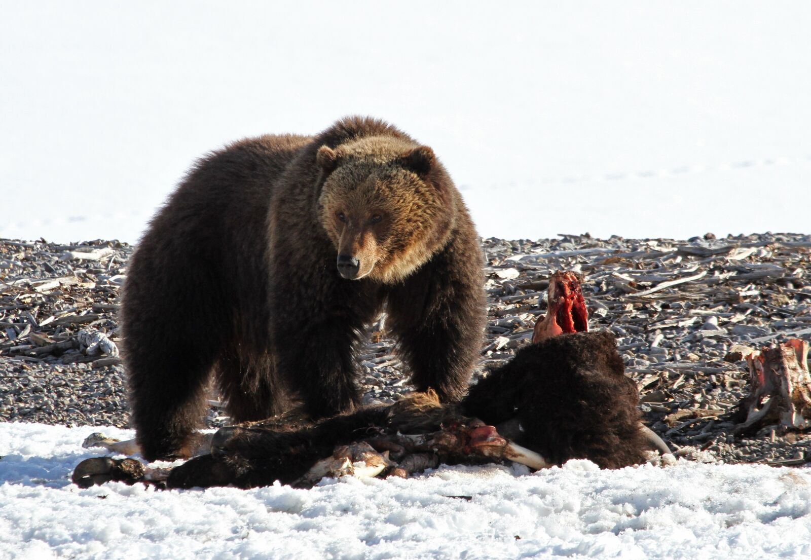 Canon EOS 7D sample photo. Grizzly bear, wildlife, nature photography