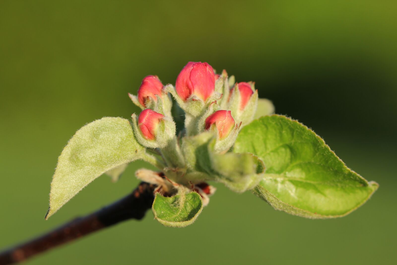 Canon EOS 60D sample photo. Nature, leaf, plant photography