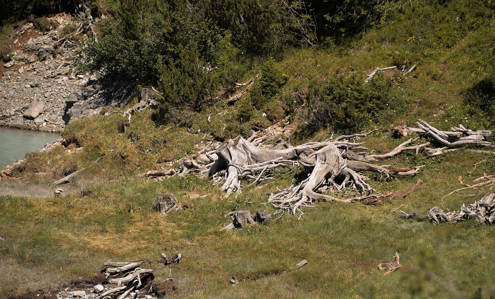 Nikon D610 sample photo. Root, tree stumps, old photography