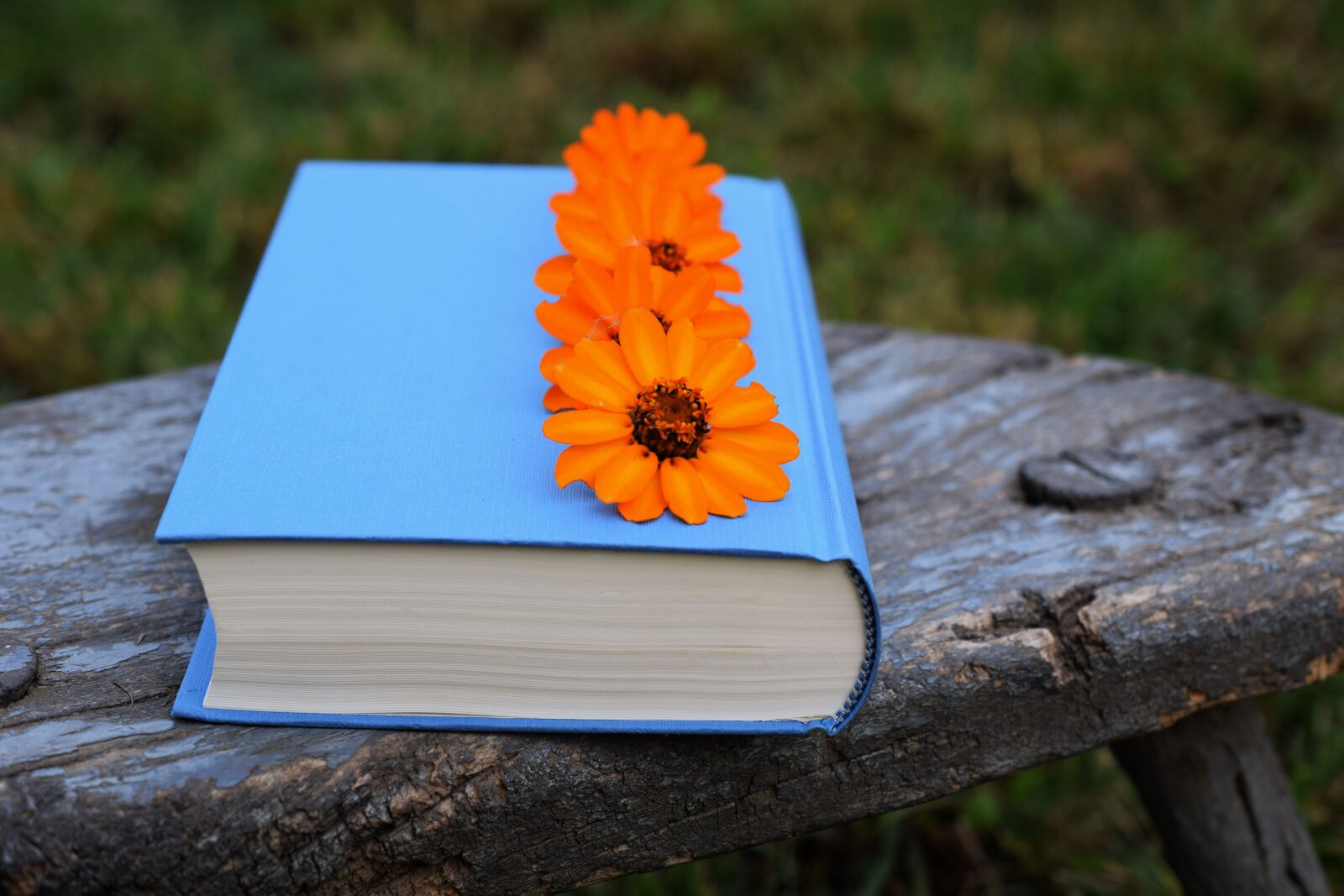 Nikon D5300 sample photo. Book, flowers, orange photography
